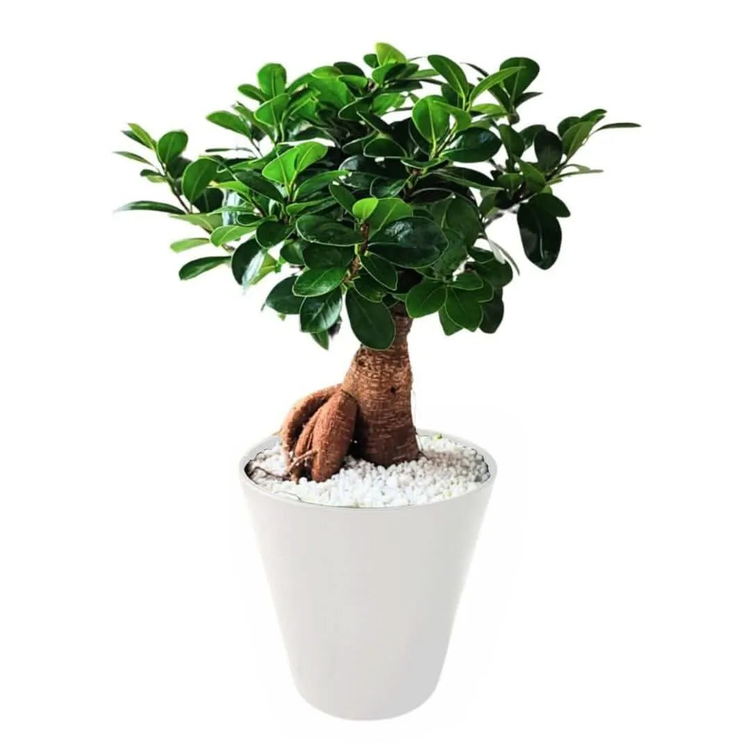 Bonsai ficus ginseng in idrocultura con perlite – Hoomeegardeen.com