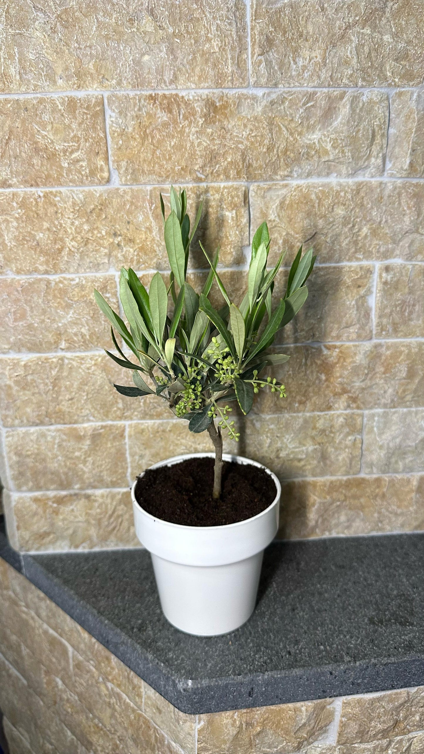 Piantina Bonsai di Ulivo cespuglio - Olea europea cipressino CERTIFICATA