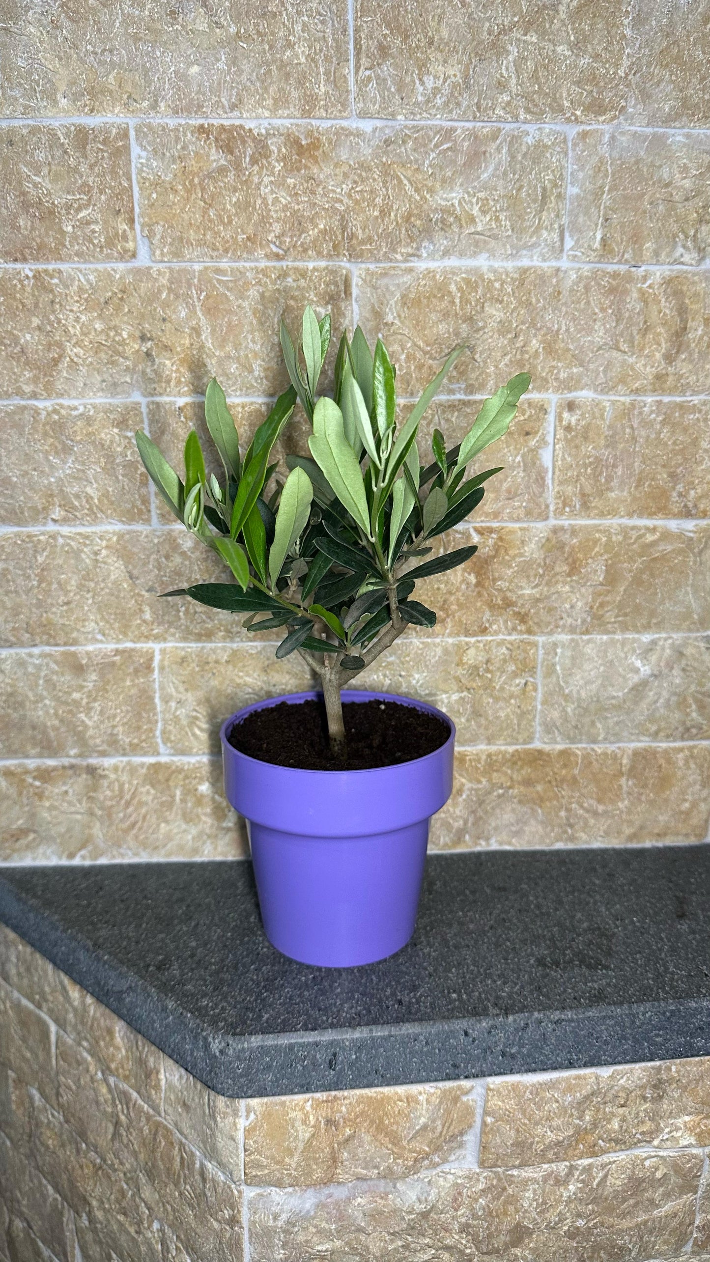 Piantina Bonsai di Ulivo cespuglio - Olea europea cipressino CERTIFICATA
