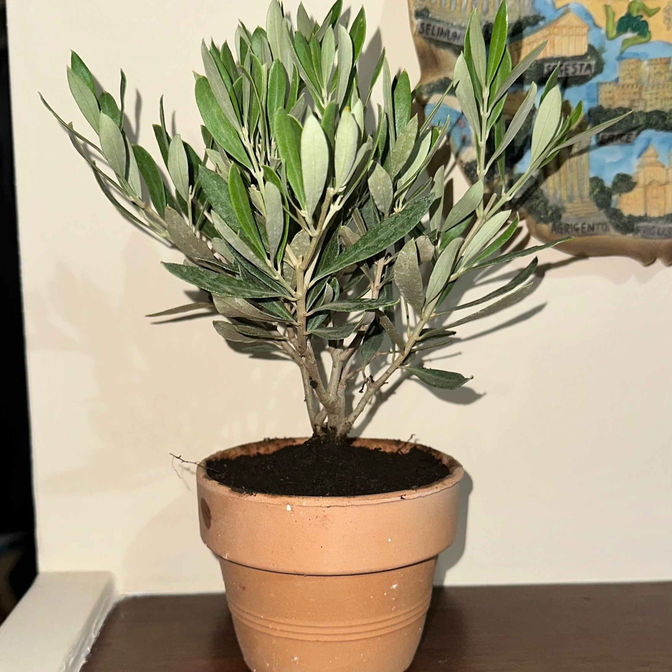 Piante ornamentali artigianali