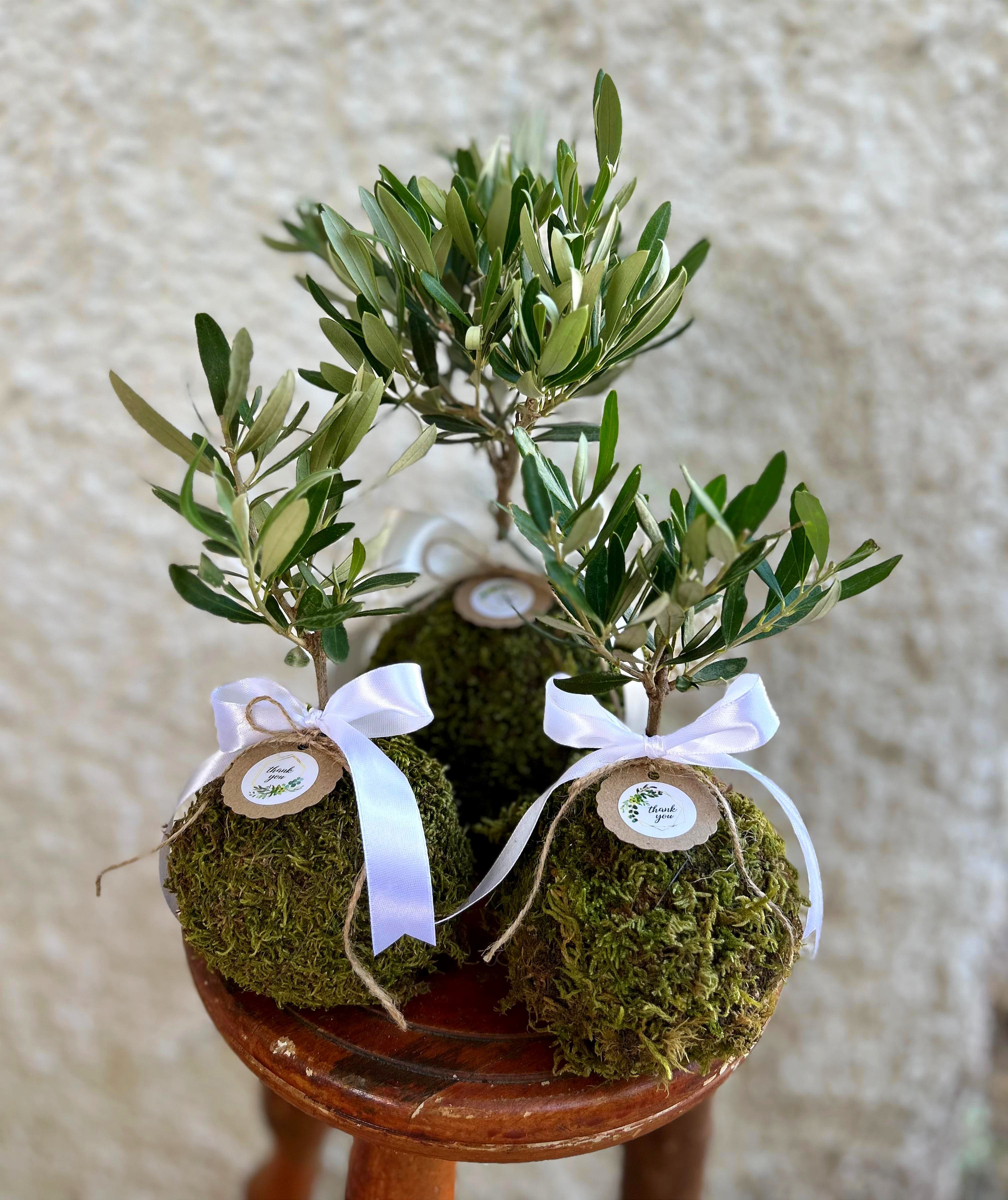 Kokedama