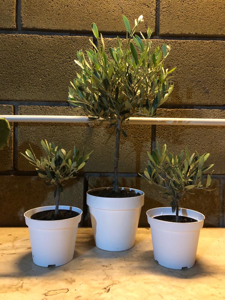 Olea Europea
