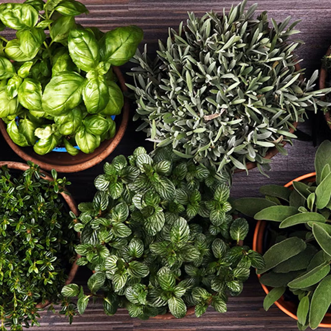 Piante Aromatiche