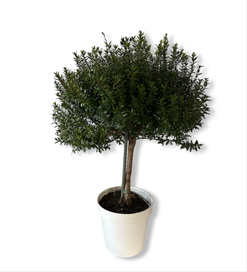 Piantina Alberello di Mirto - Myrtus Microphylla CERTIFICATA