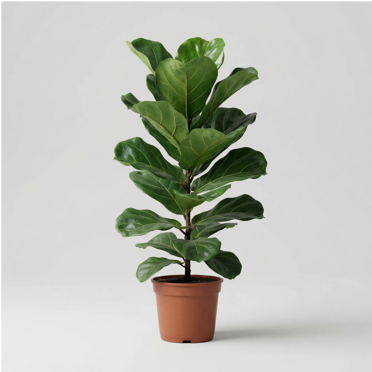 Ficus Lyrata 90 cm