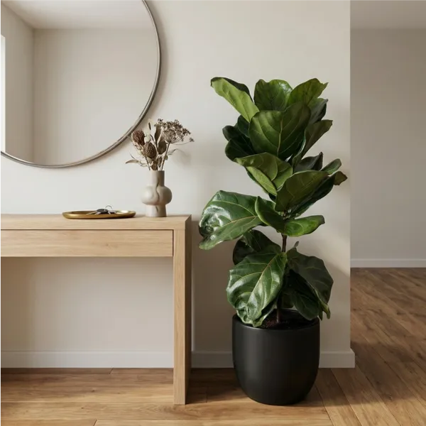 Ficus Lyrata 90 cm