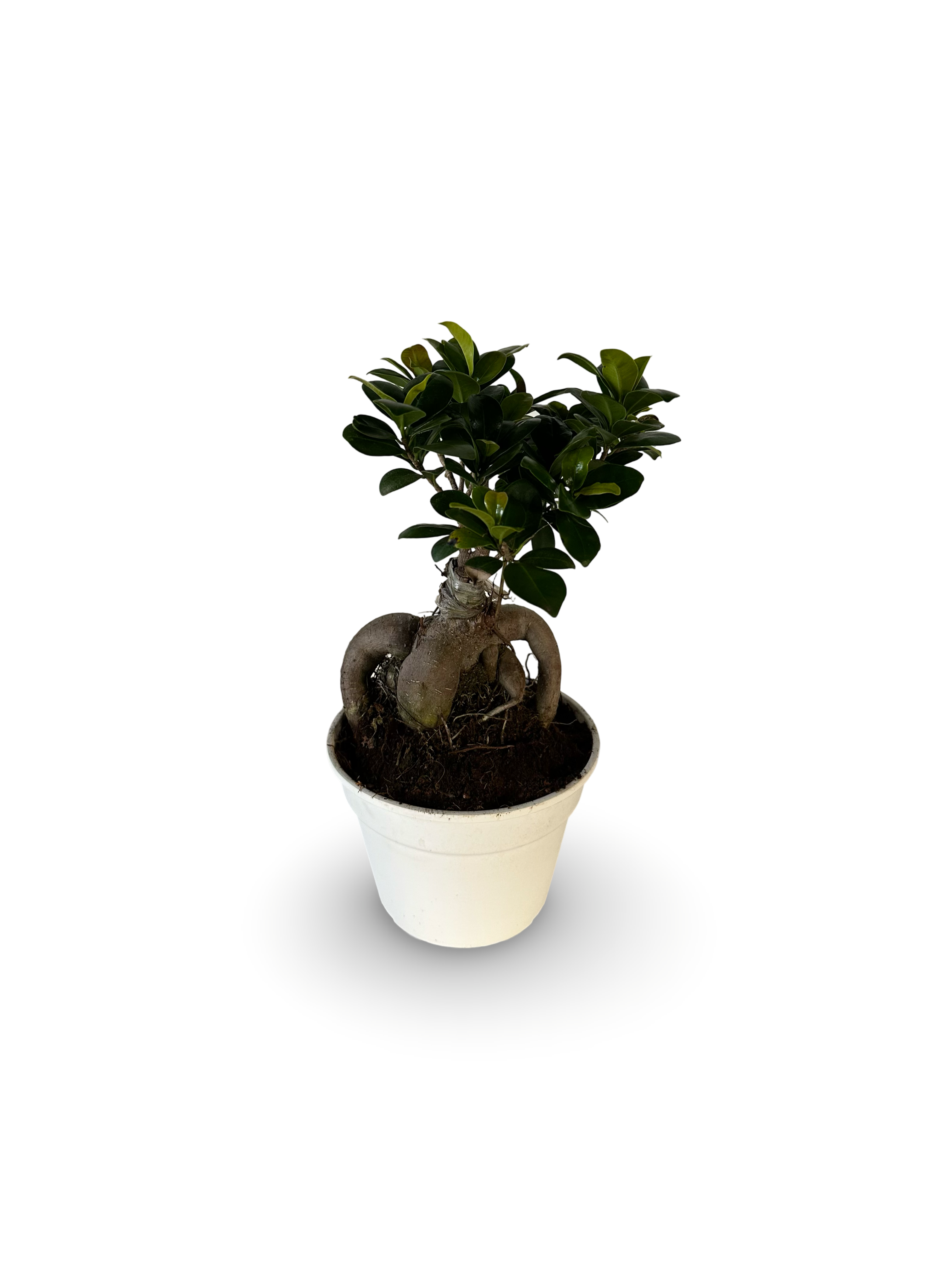 Bonsai Ginseng Ficus Microcarpa