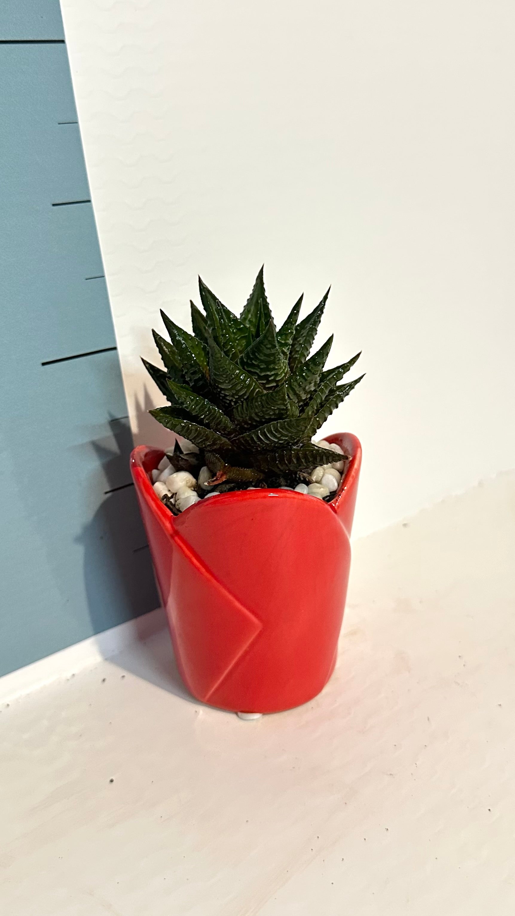 Mini Piantina grassa in vaso rosso cuore ceramica CERTIFICATA