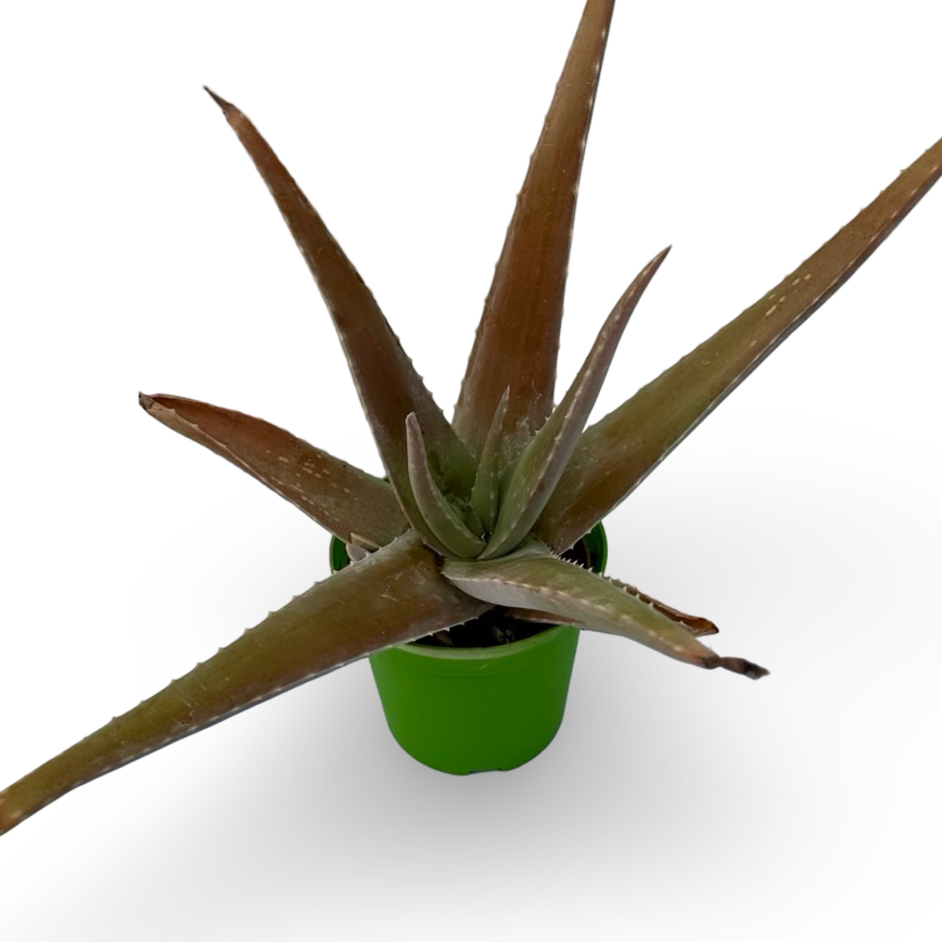 Pianta di Aloe Vera
