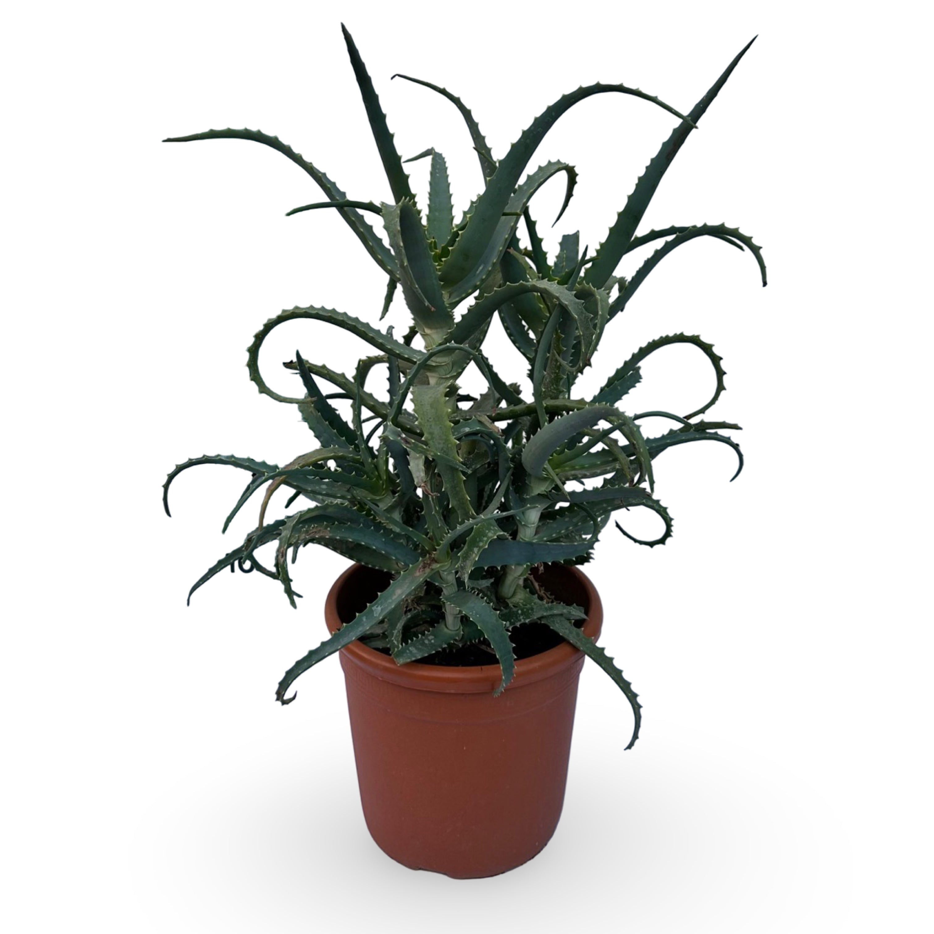 Pianta di Aloe Vera Arborescens