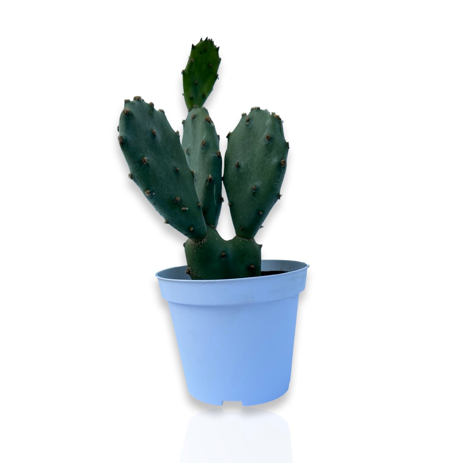 Piantina di Opuntia Vulgaris CERTIFICATA