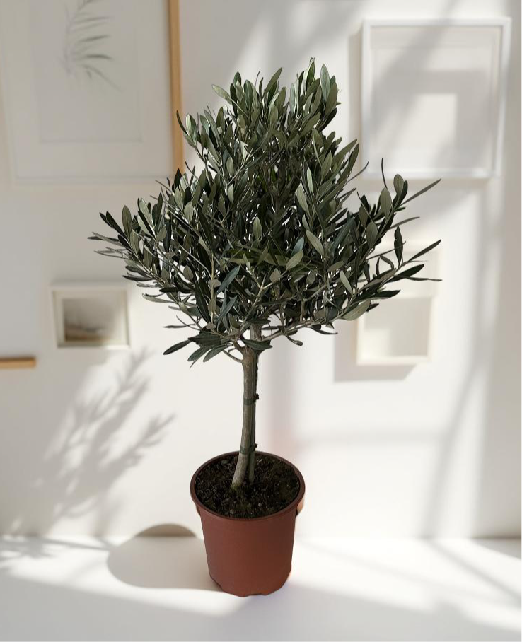 Piantina Alberello di Ulivo Cipressino - Olea Europea CERTIFICATA