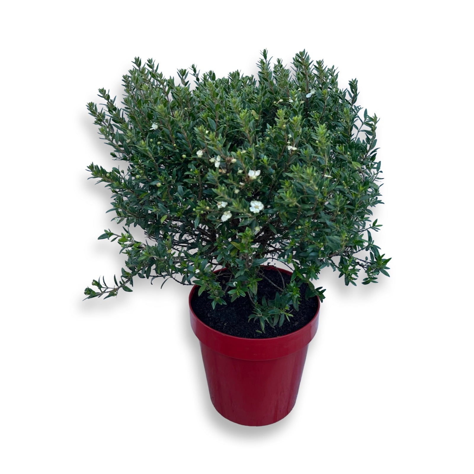 Piantina Cespuglio di Mirto simil-Bonsai - Myrtus Microphylla CERTIFICATA