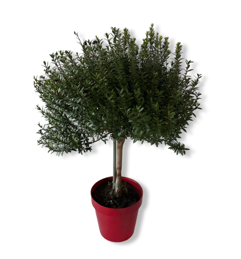 Piantina Alberello di Mirto - Myrtus Microphylla CERTIFICATA
