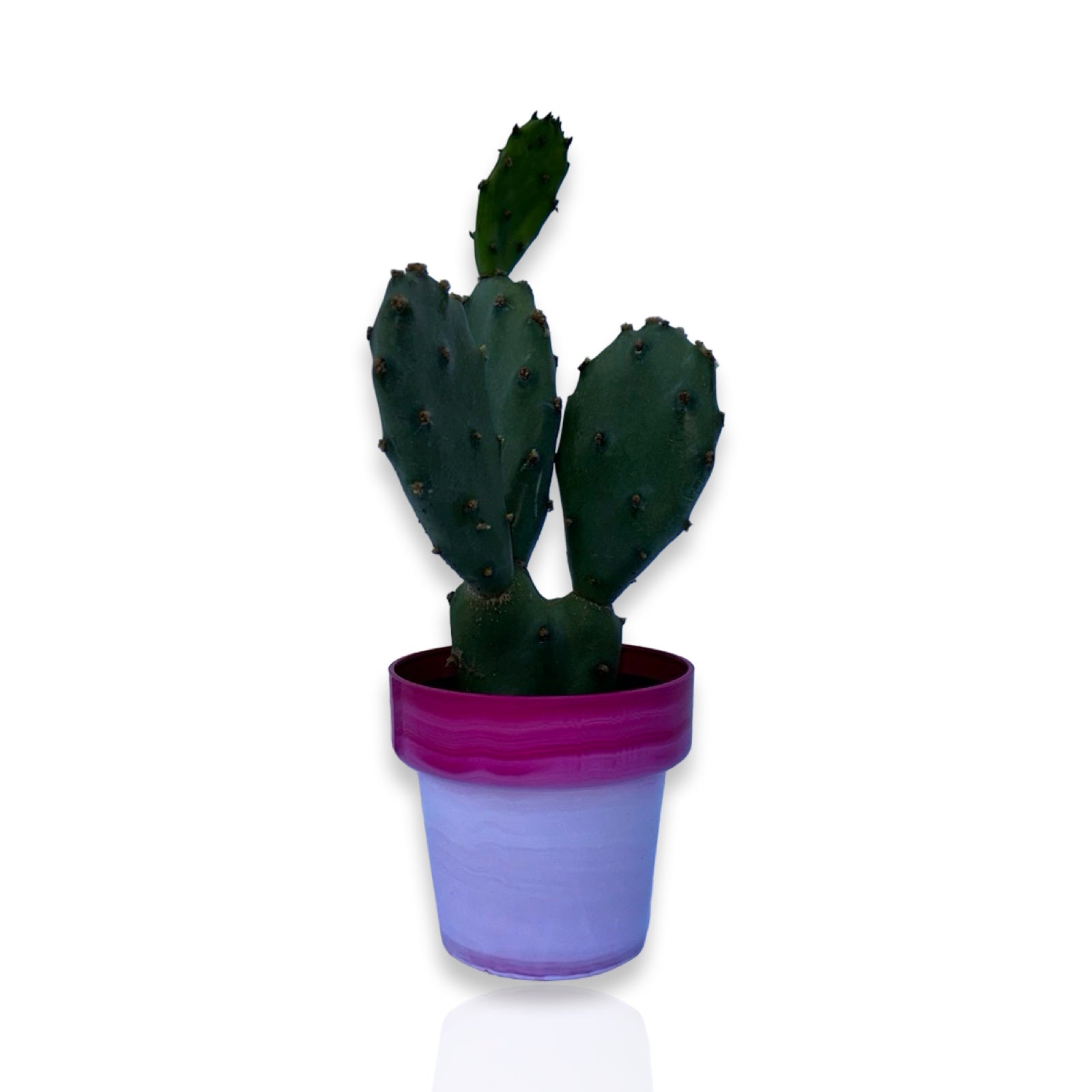 Piantina di Opuntia Vulgaris CERTIFICATA
