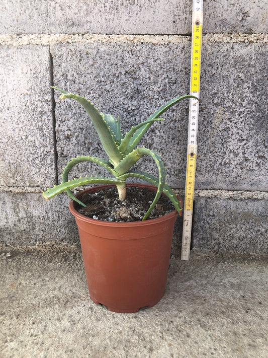 Aloe Vera Arborescens vaso ø17