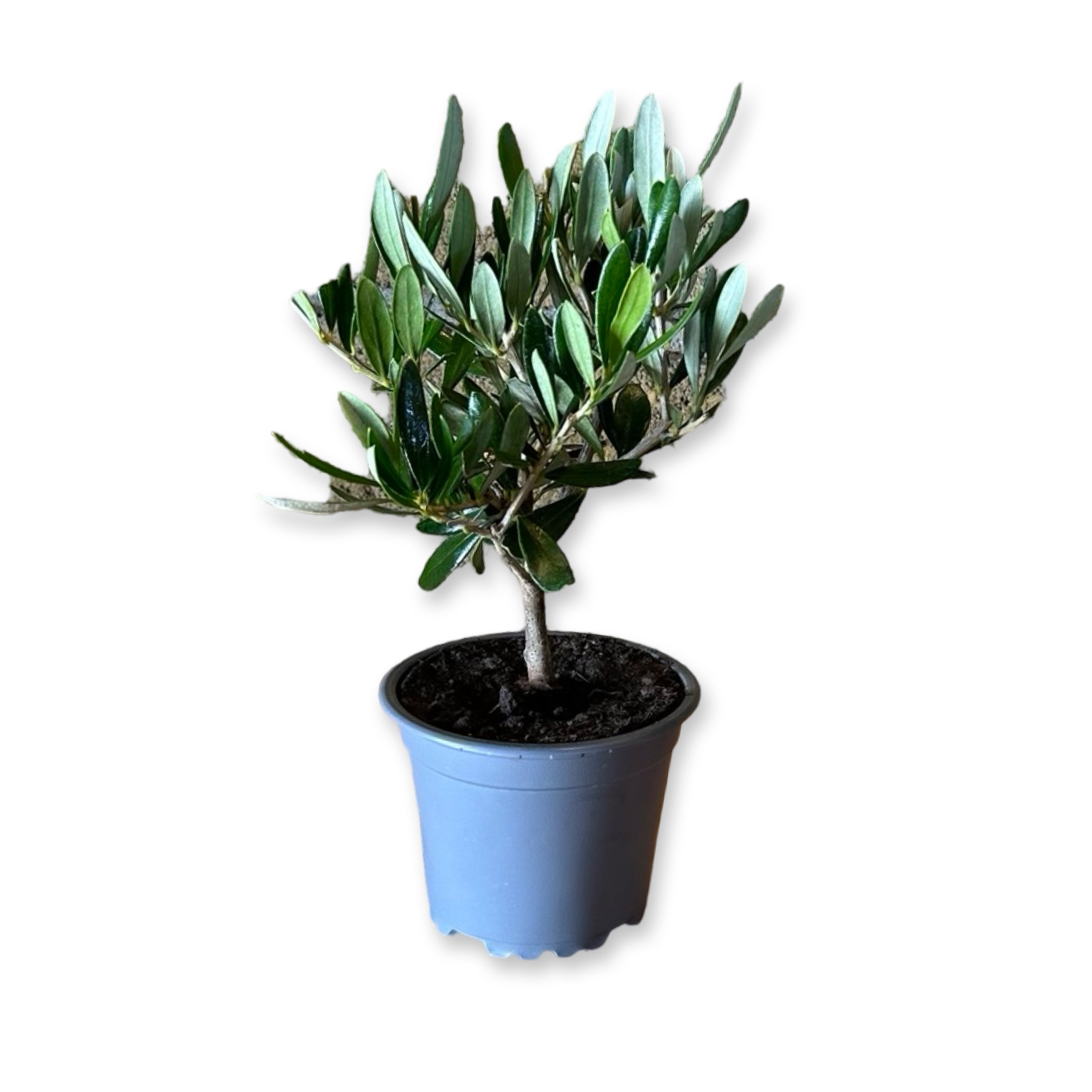 Piantina cespuglio simil-Bonsai di Ulivo - Olea europea cipressino CERTIFICATA