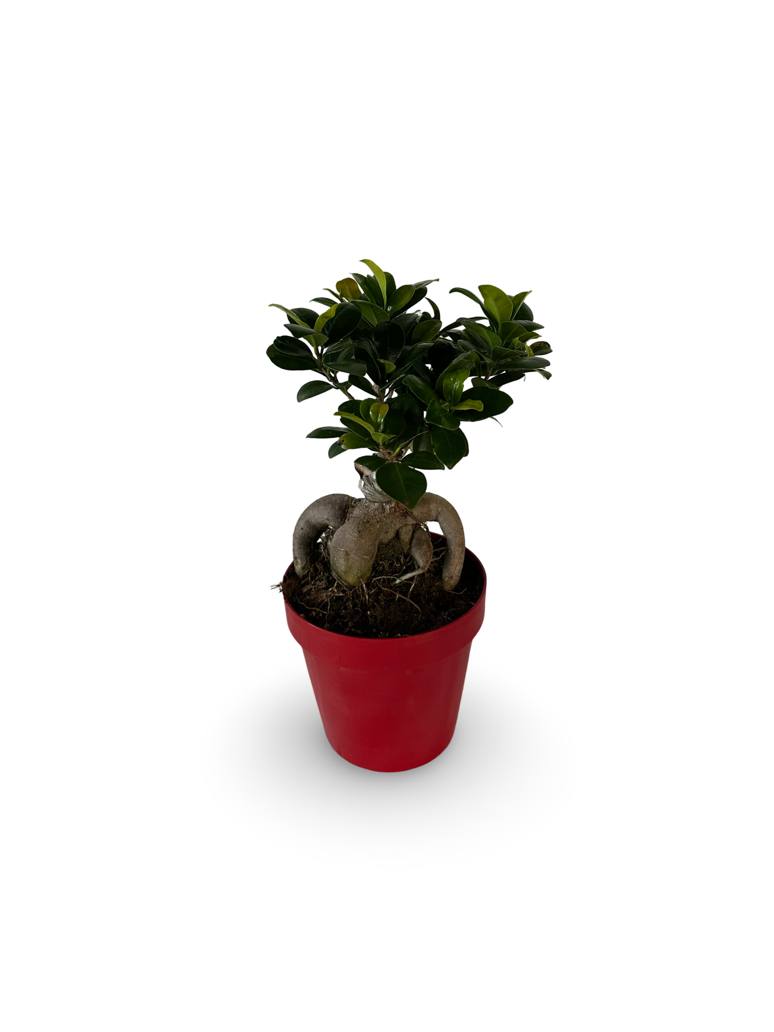 Bonsai Ginseng Ficus Microcarpa