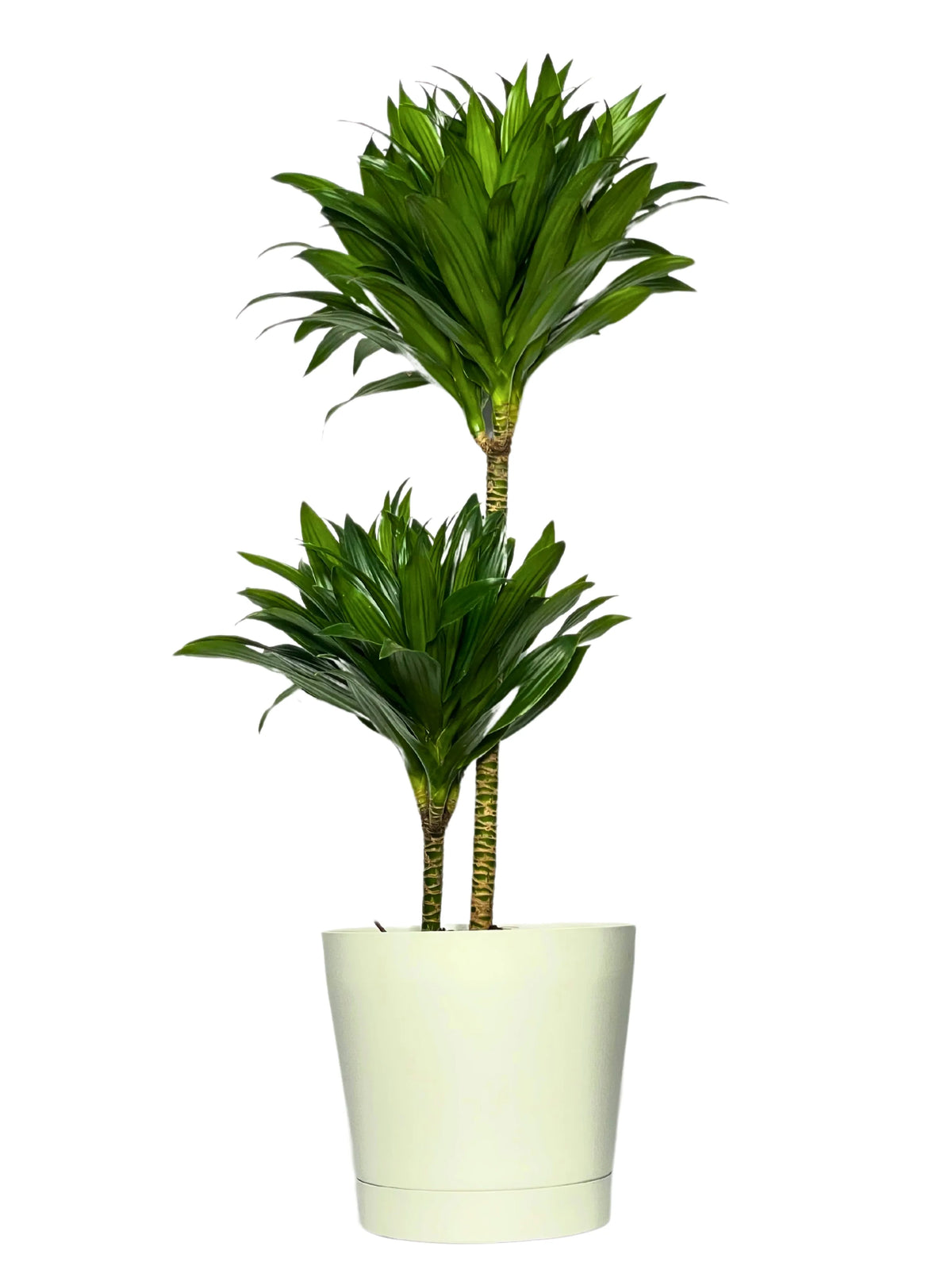 Dracaena Compacta a Due Tronchi  Altezza Pianta 100 cm