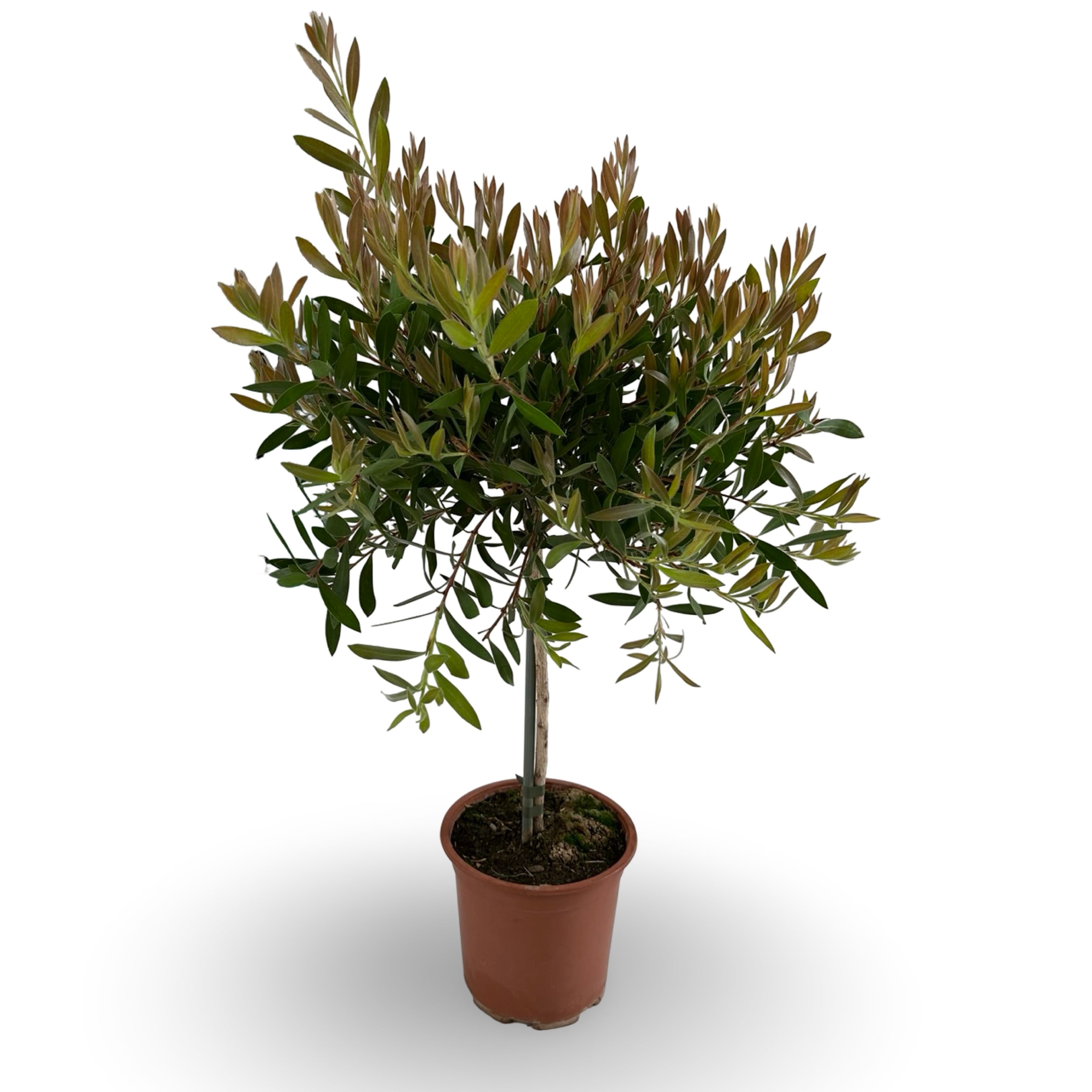 Callistemon Citrinus Splendens - Cespuglio