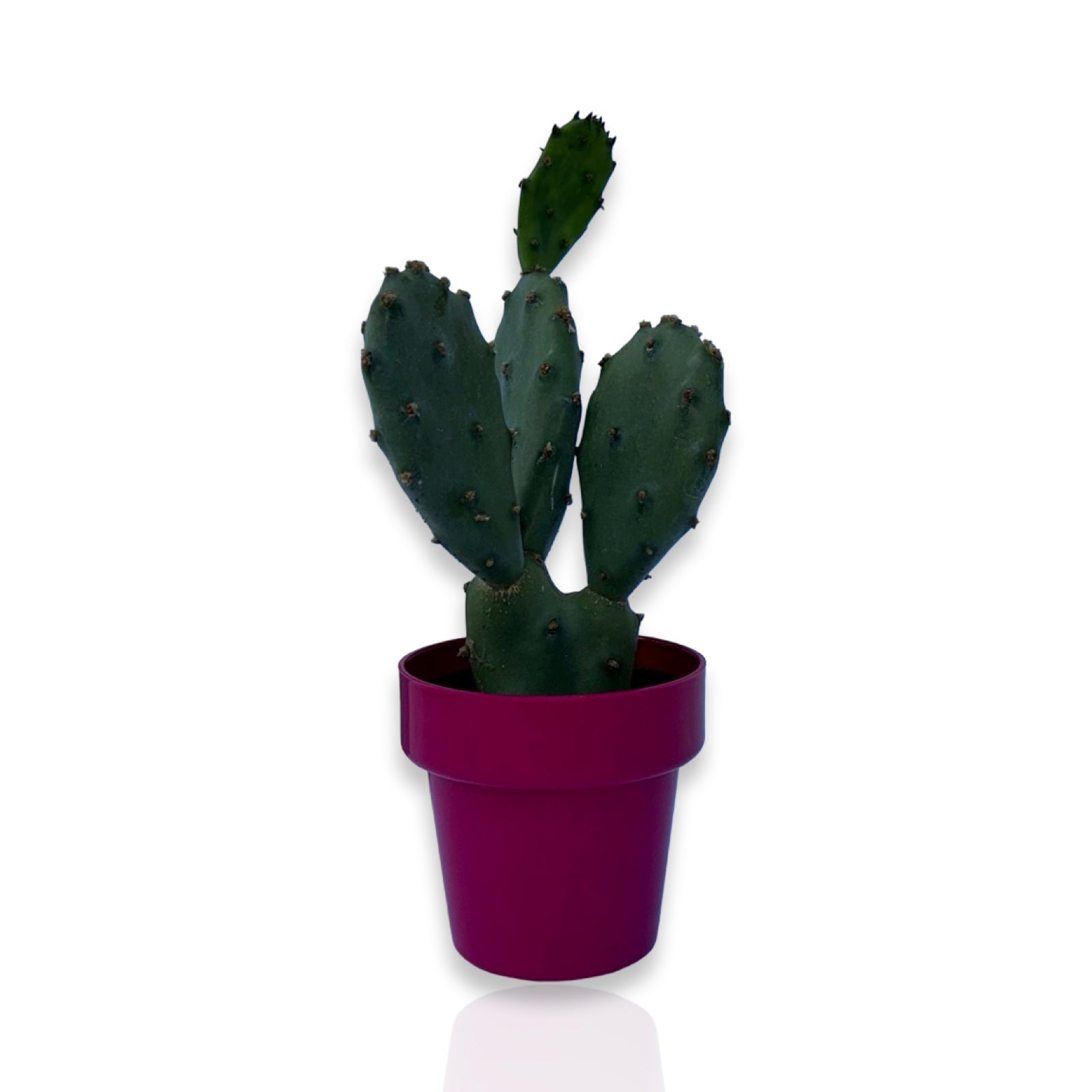 Piantina di Opuntia Vulgaris CERTIFICATA