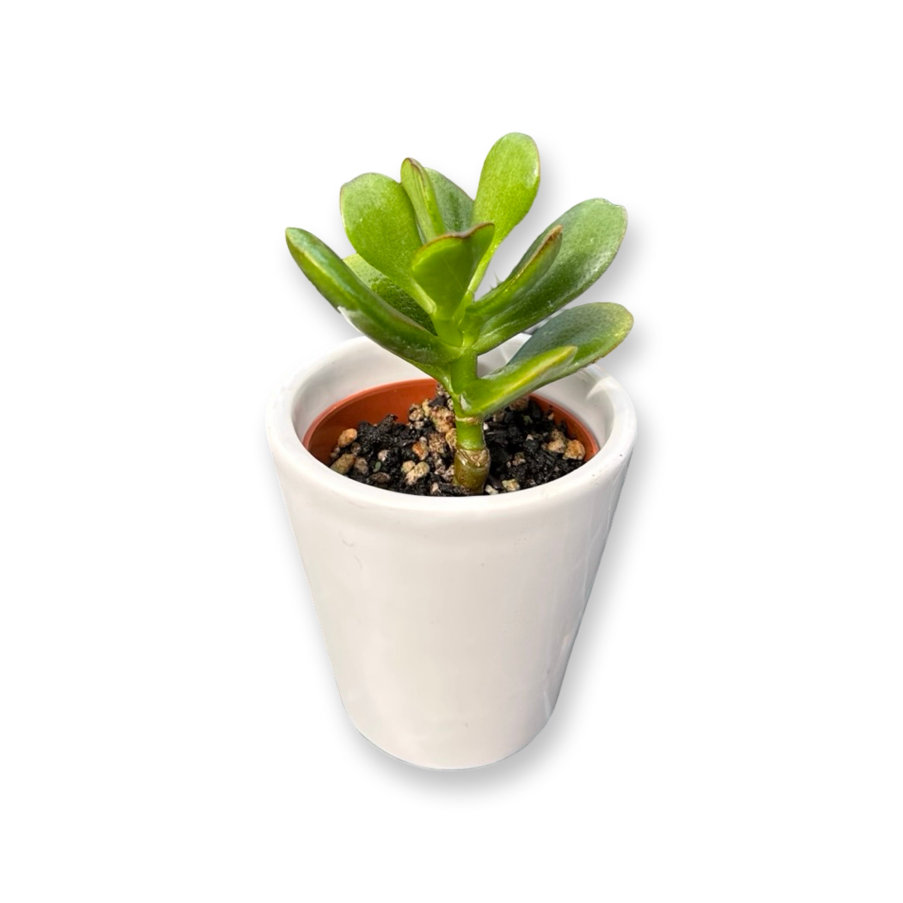 Set mini piante grasse vere vaso ceramica 5,5cm