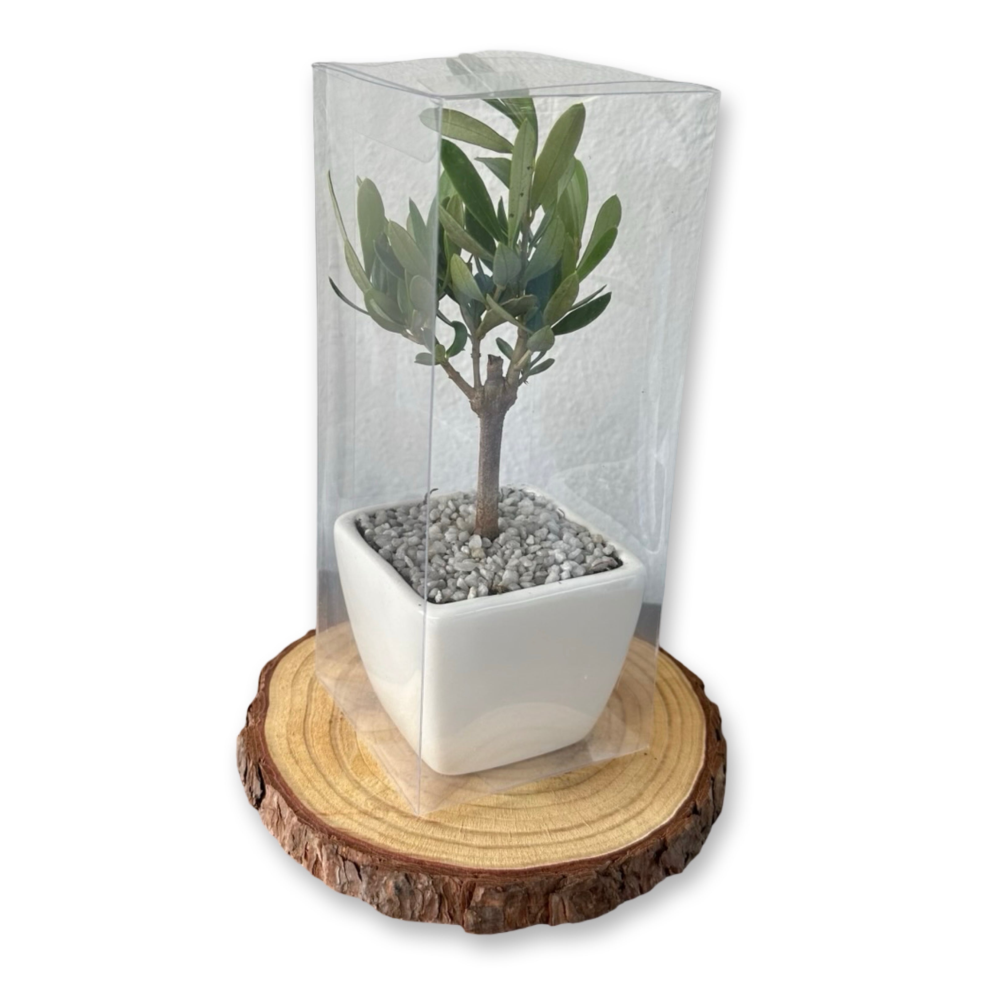 Set Piantine Ulivo per bomboniere in vaso ceramica quadrato CERTIFICATE