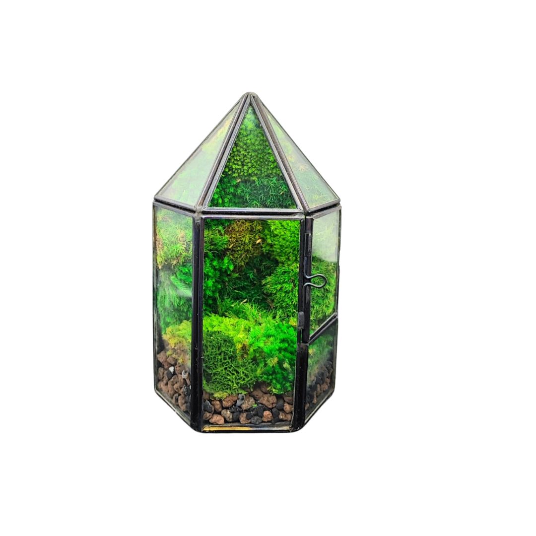 Terrarium Serra di Cristallo con Muschio Stabilizzato