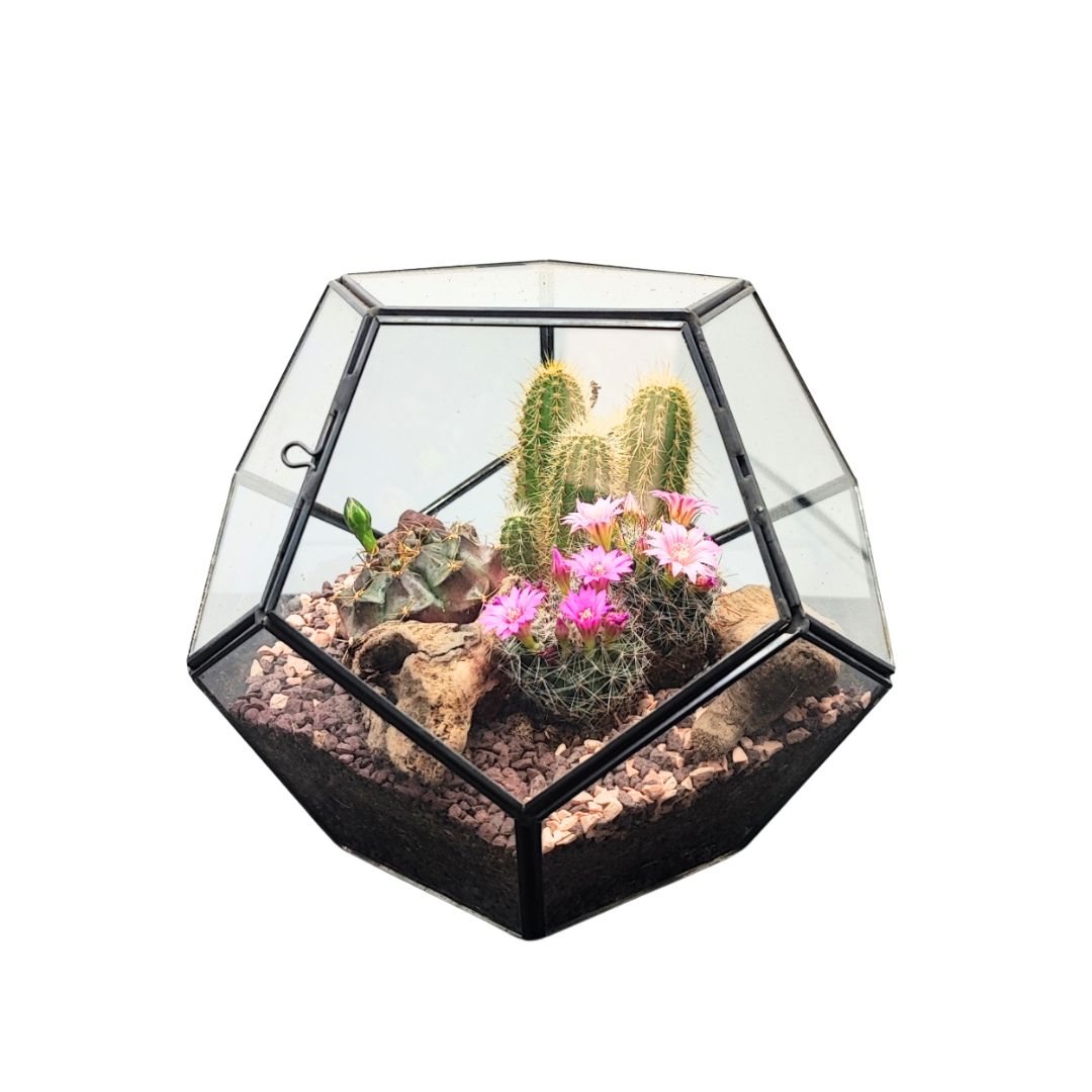 Terrarium Geometrico con Piante Grasse