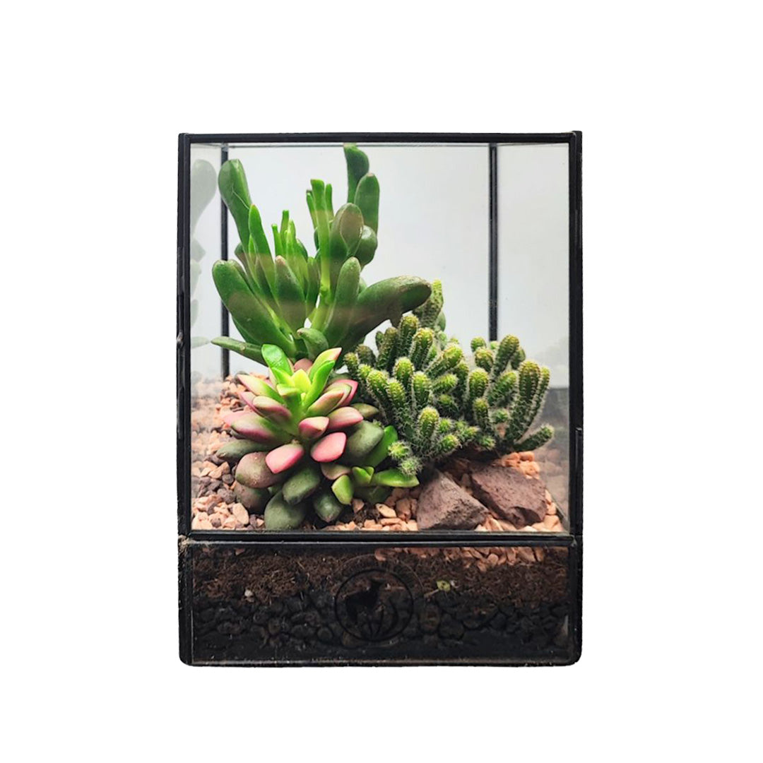 Terrarium Rettangolare con Piante Grasse