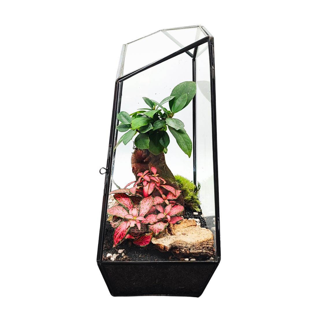 Terrarium Diamante 068V