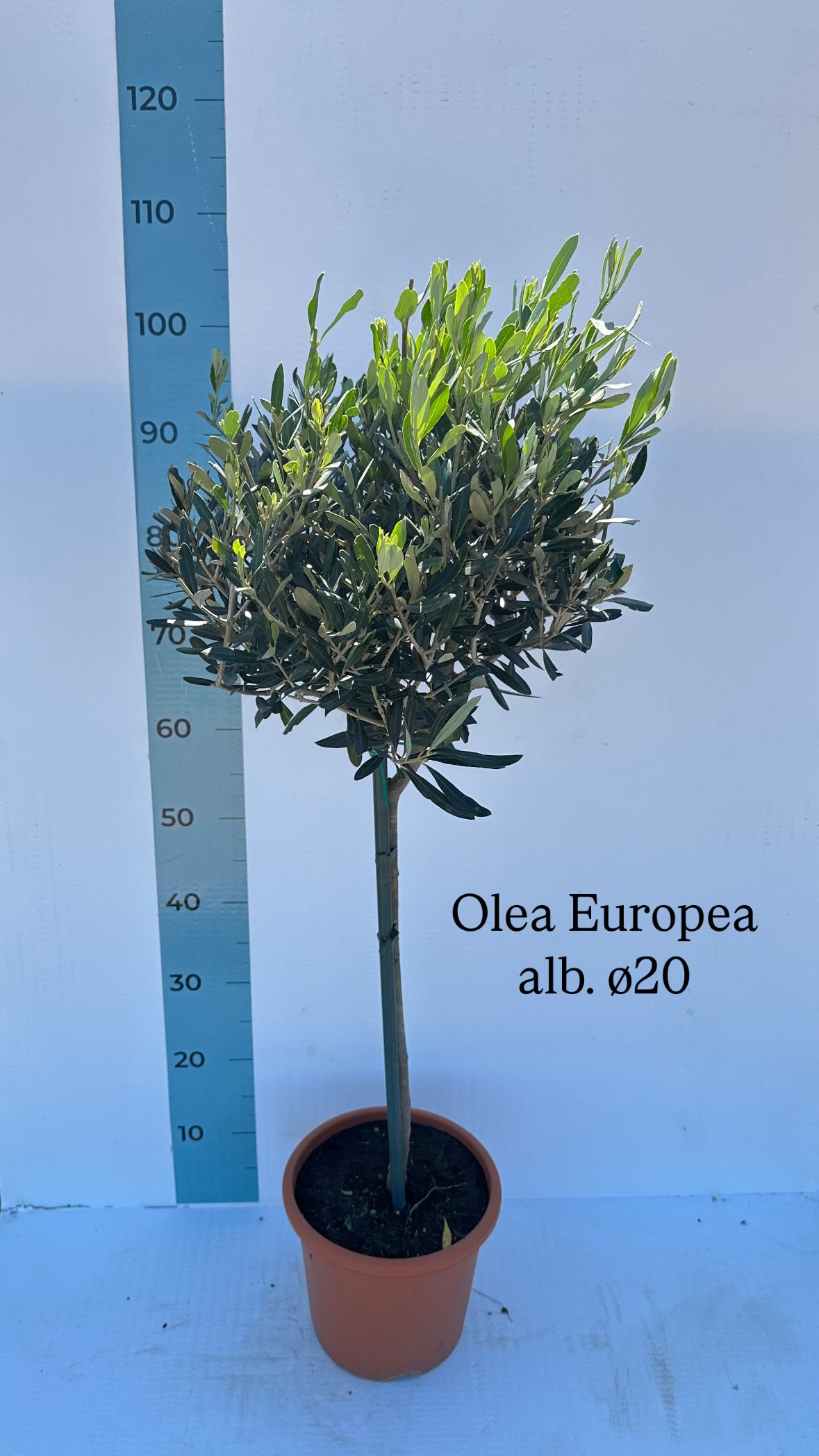 Olivo CipressinoVendita Online - Vivai Piante Gabbianelli - Foto 7