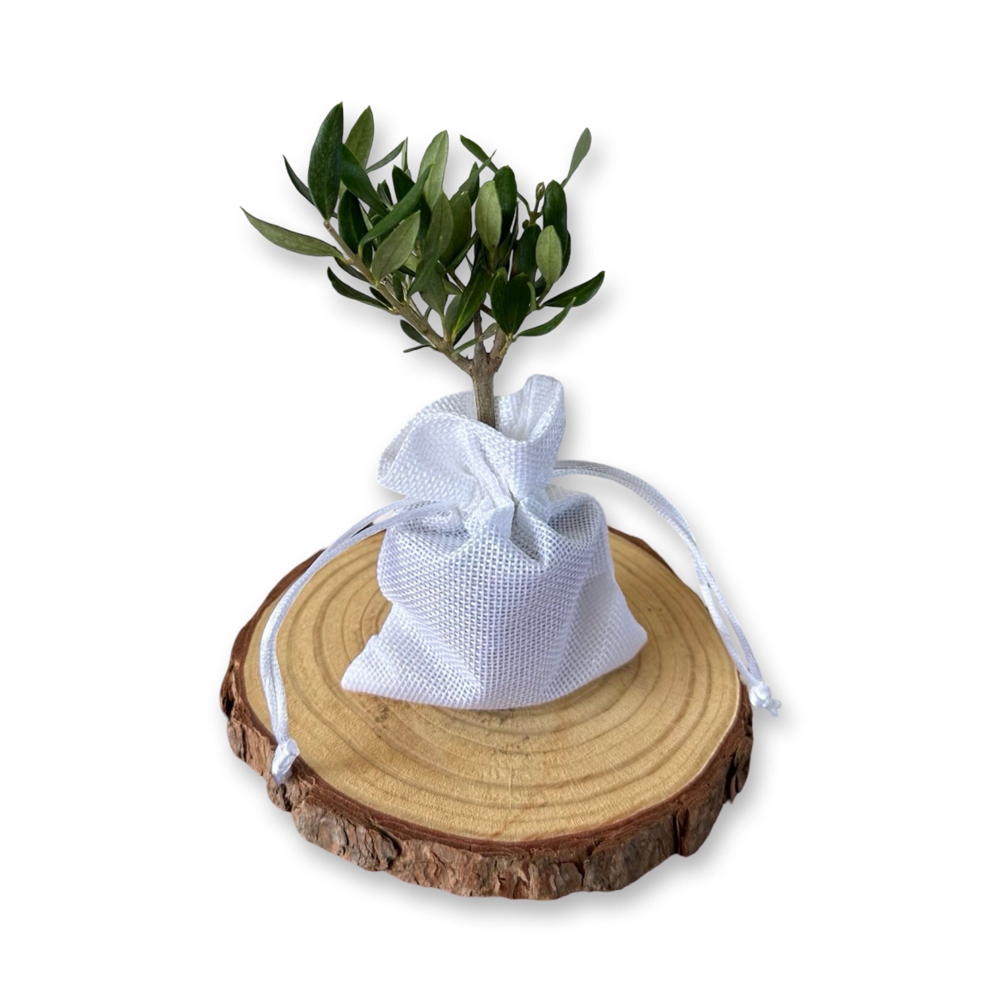 Set Piantine Ulivo per bomboniere in vaso ceramica quadrato CERTIFICATE