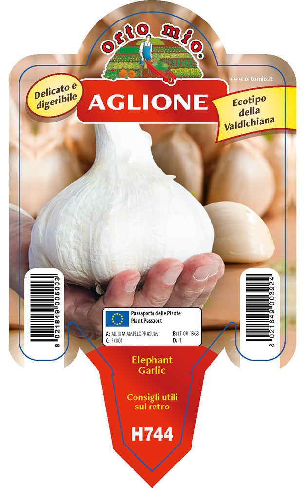 Pianta di Aglione Val di Chiana Elephant Garlic - 1 pianta v.10 cm - Orto Mio