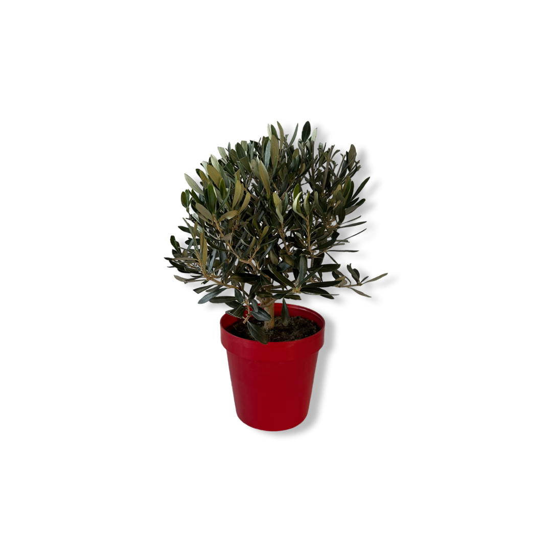 Piantina Bonsai di Ulivo cespuglio - Olea europea cipressino CERTIFICATA