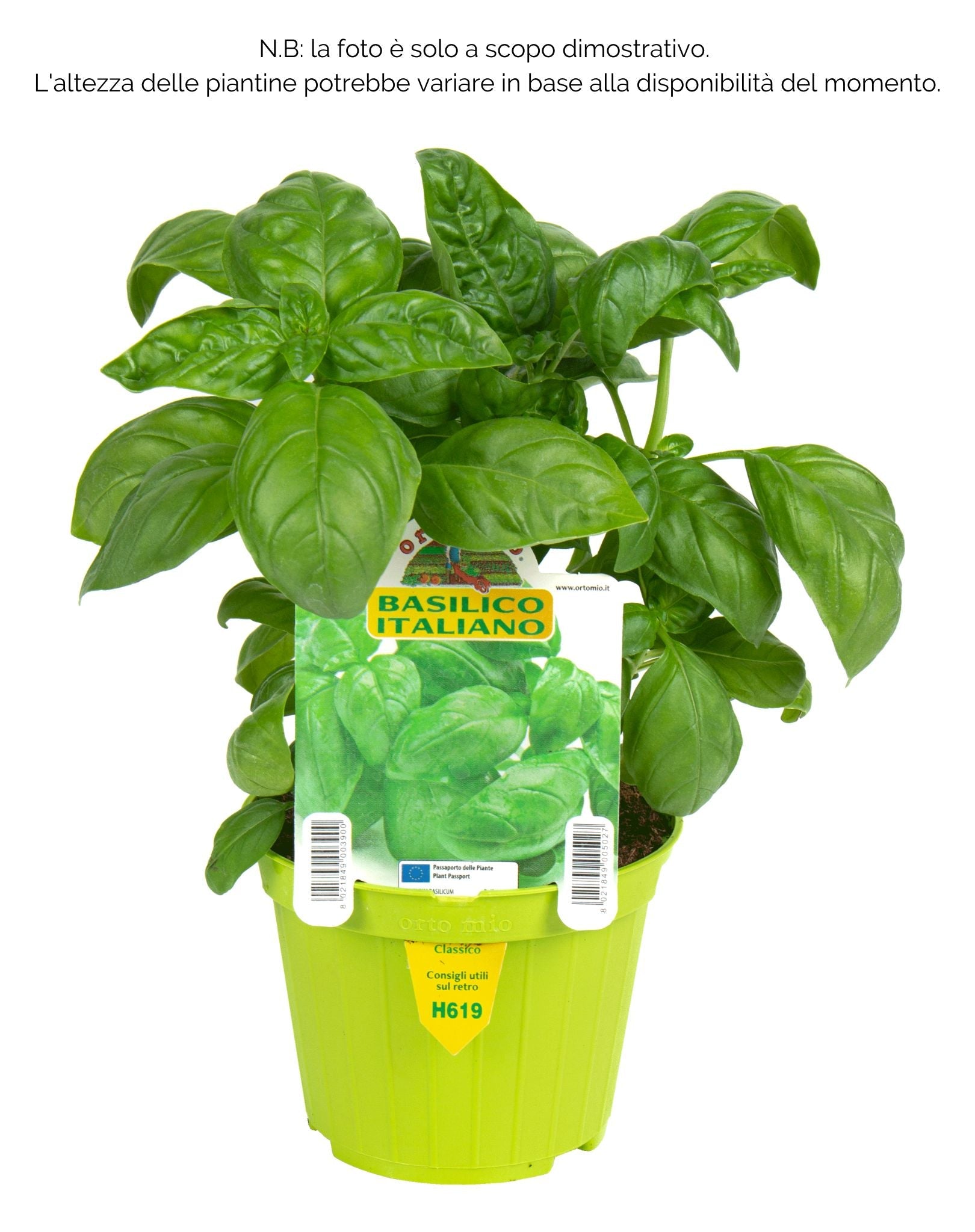 Basilico Italiano Classico Gemma - 1 pianta v.10 cm - Orto Mio