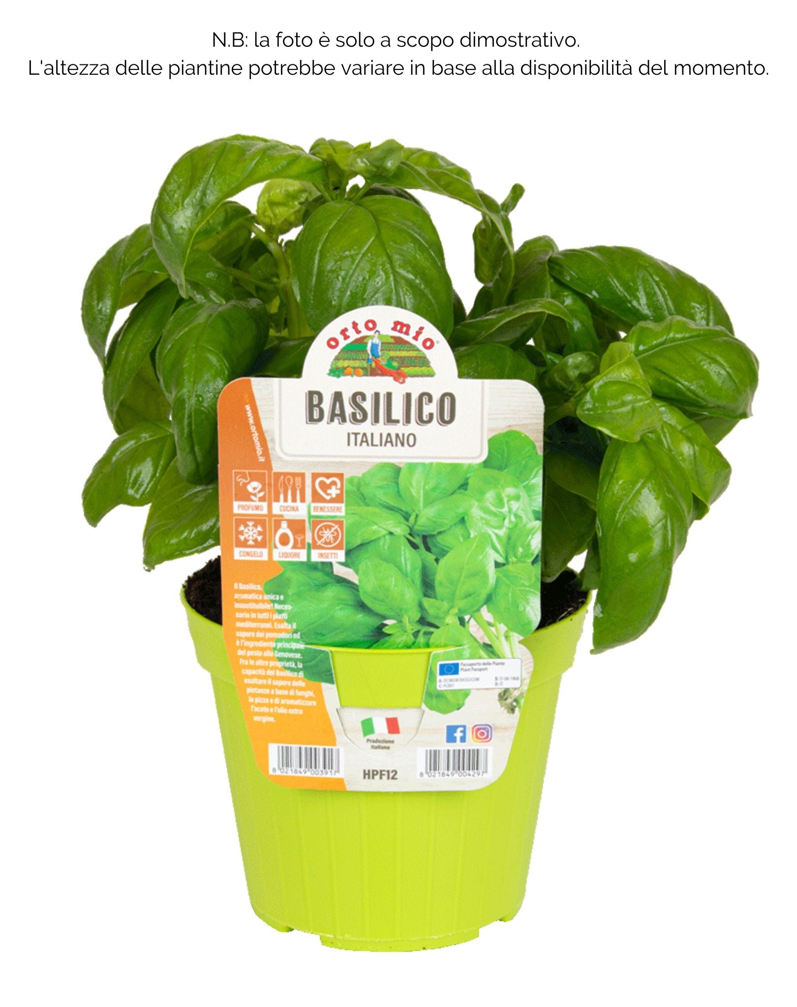 Basilico Italiano Classico Gemma - 1 pianta vaso 14 cm - Orto Mio