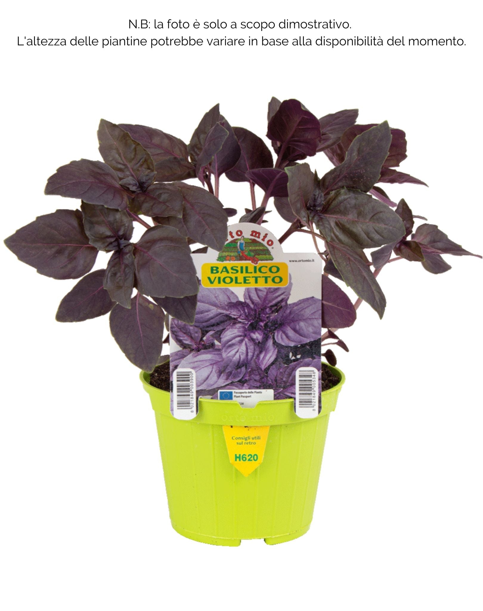 Basilico Violetto Red Rubin - 1 pianta v.10 cm - Orto Mio