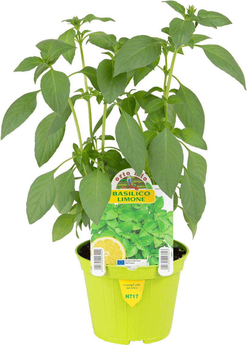 Basilico Limone - 1 pianta v.10 cm - Orto Mio