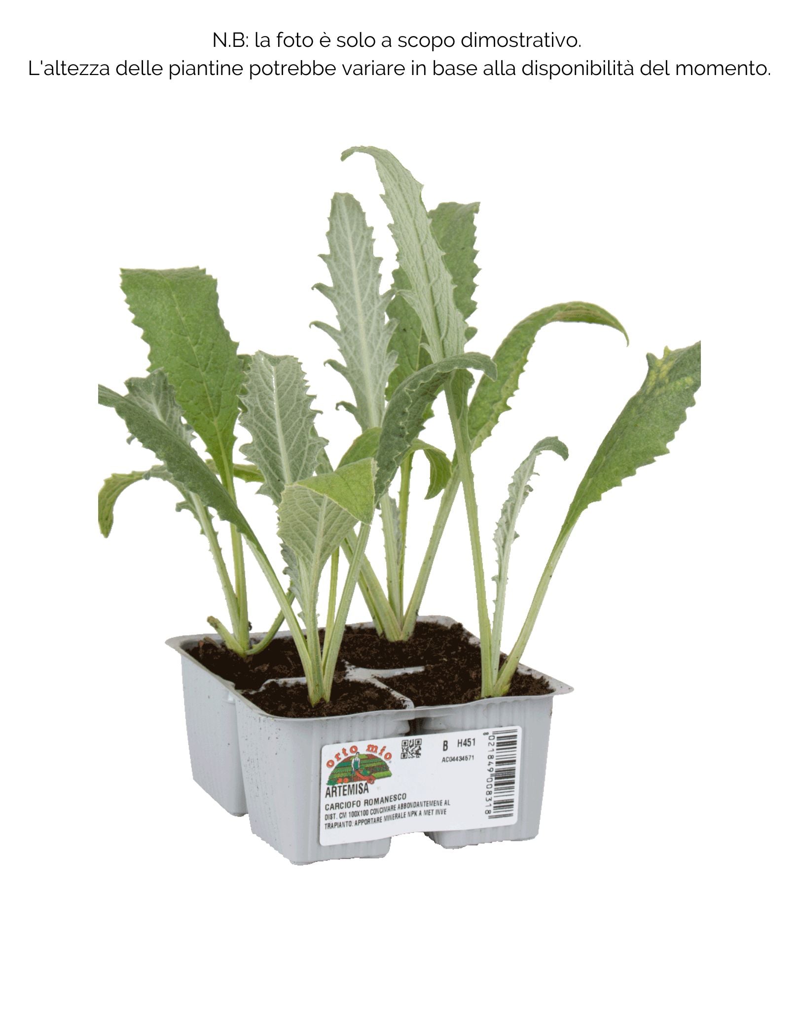 Carciofo romanesco Artemisa F1 - 4 piante - Orto Mio