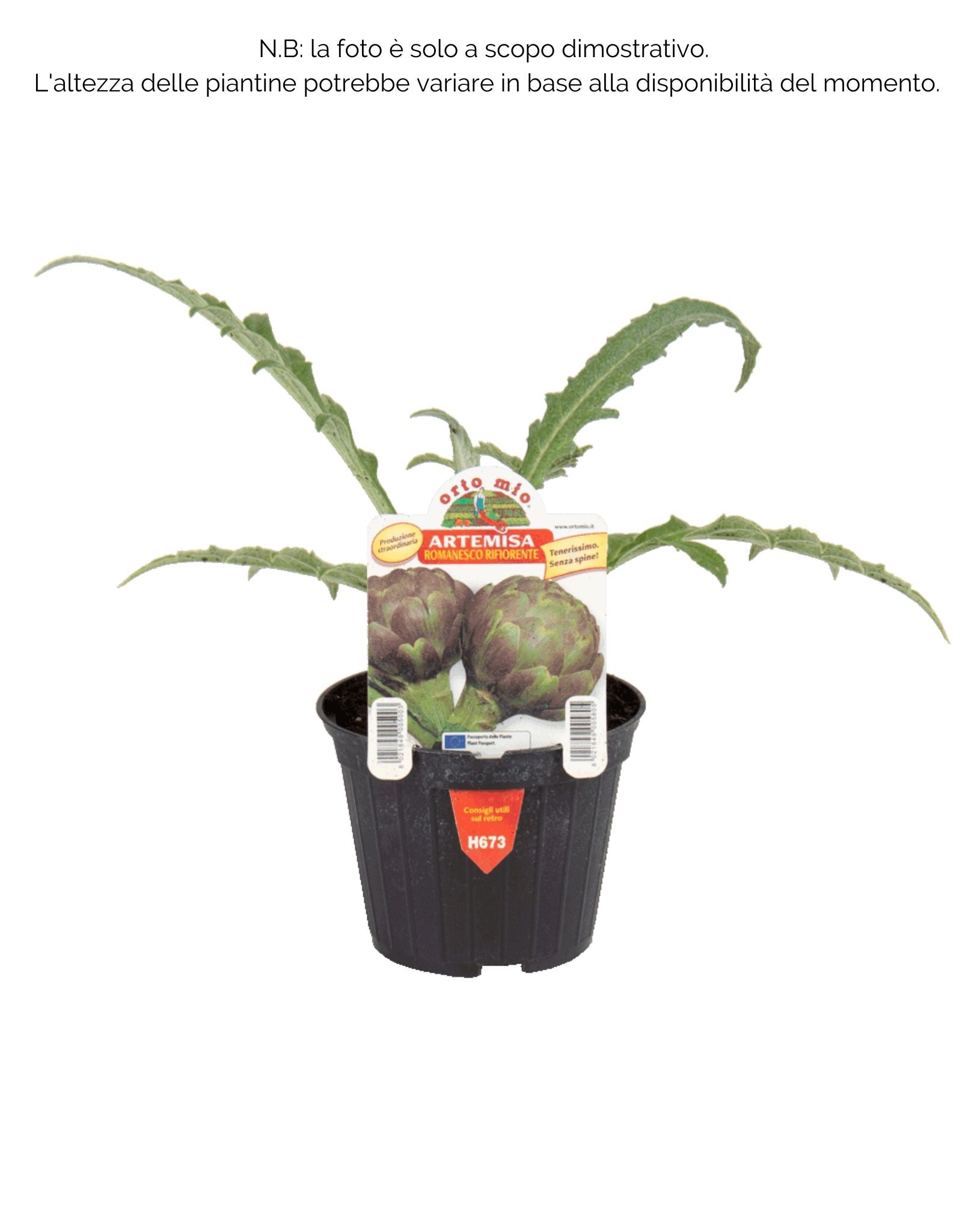Carciofo romanesco Artemisa F1 - 1 pianta v.10 cm - Orto Mio