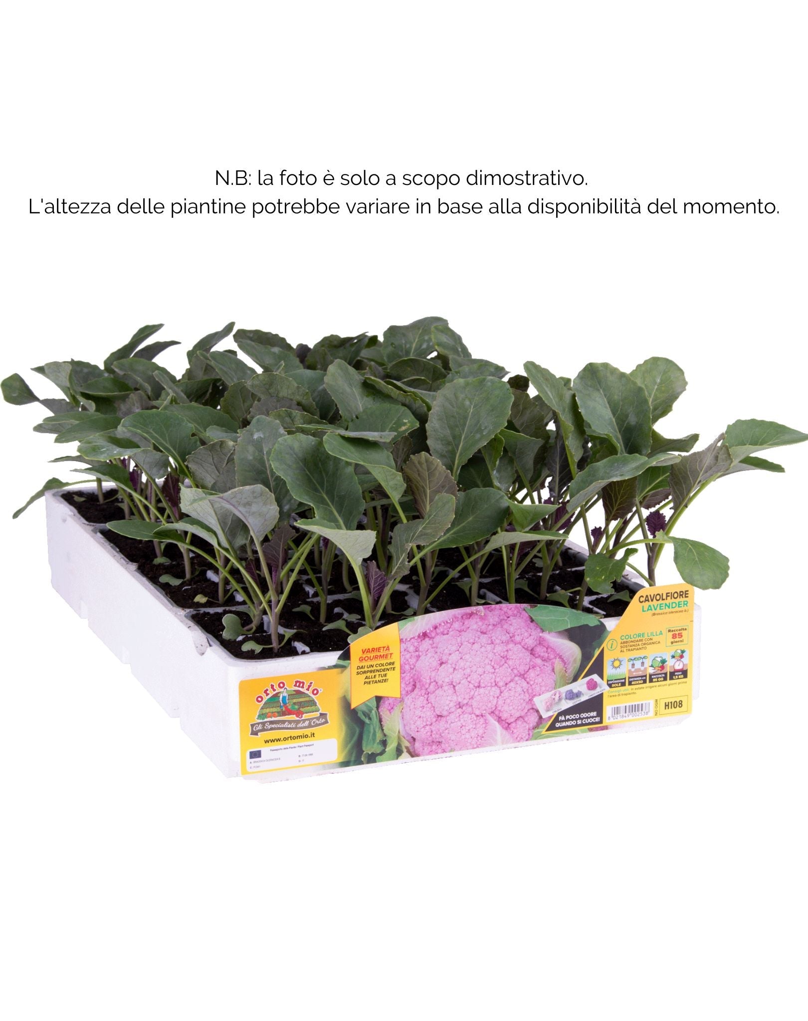 Cavolfiore lilla Lavender F1 - 6 piante - Orto Mio
