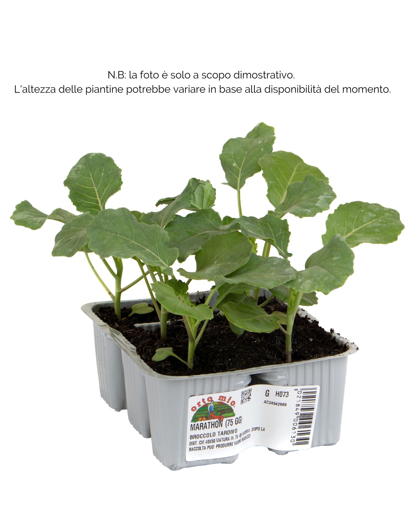 Cavolo Broccolo Calabrese tardivo Marathon F1 - 6 piante