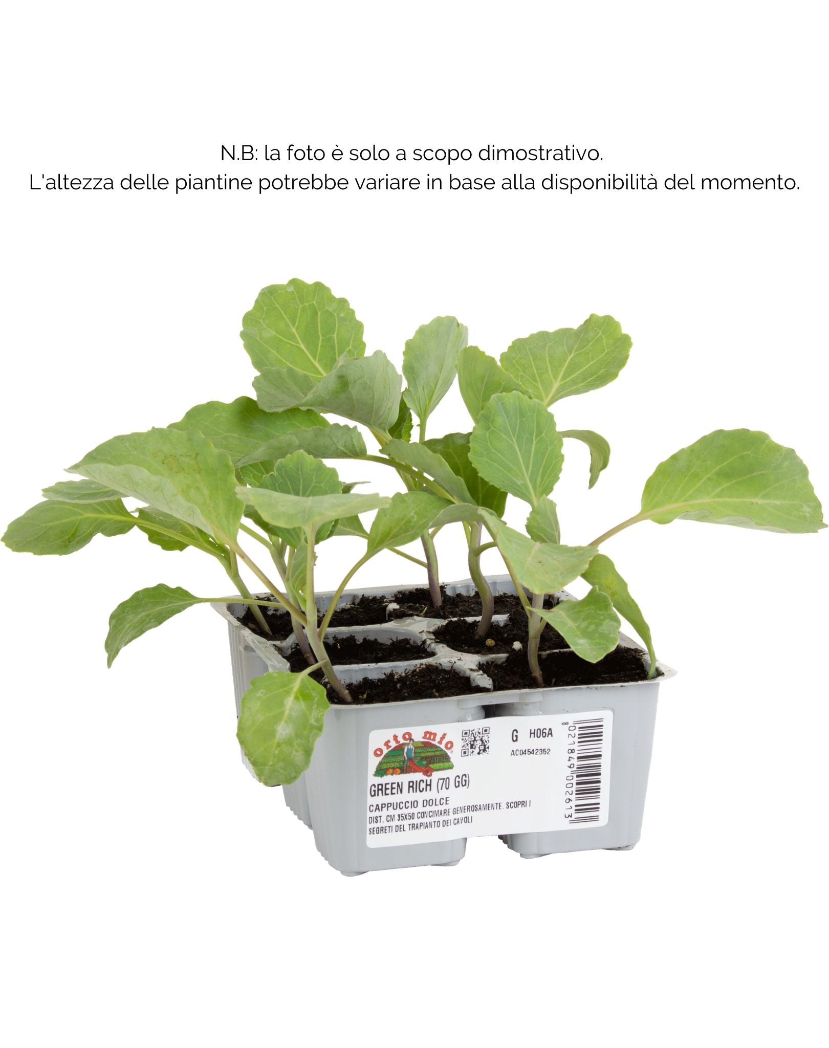 Cavolo Cappuccio dolce Green Rich F1 - 6 piante - Orto Mio