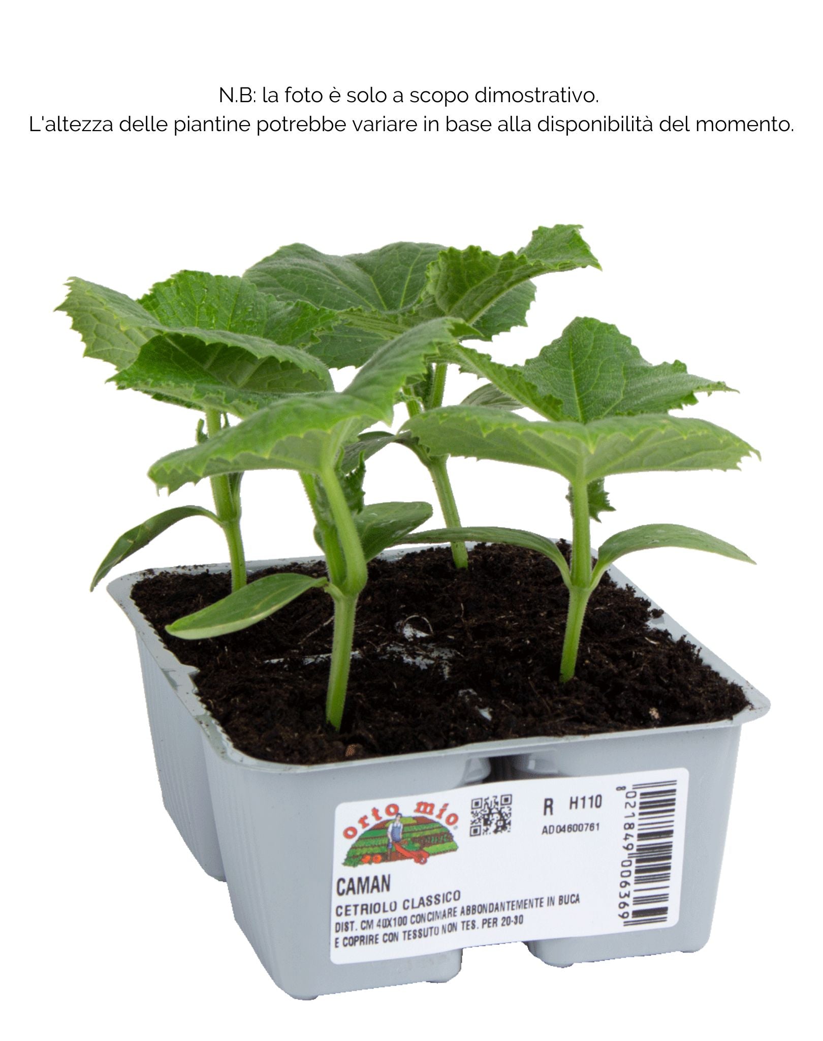 Cetriolo classico Caman F1 - 4 piante - Orto Mio
