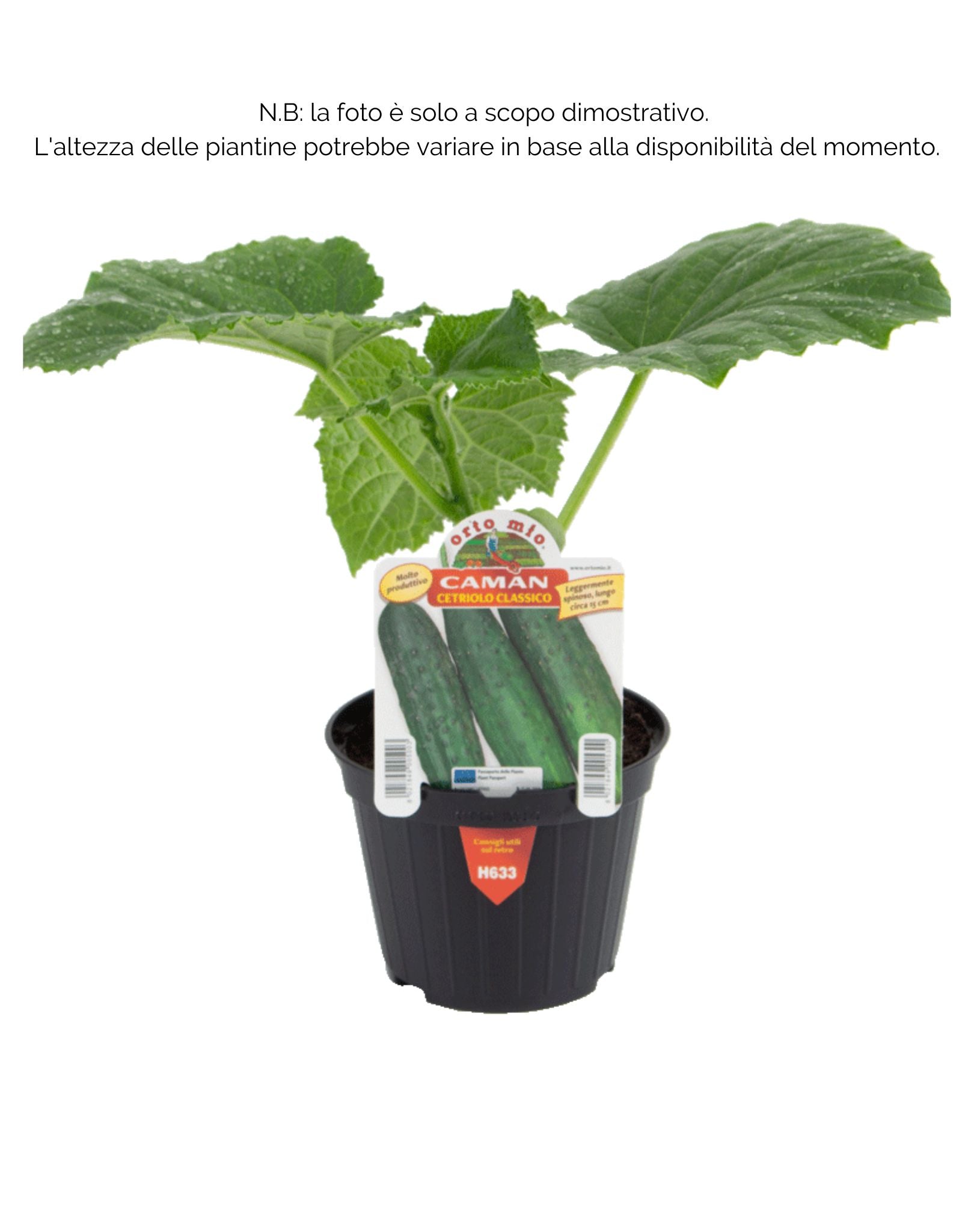 Cetriolo classico Caman F1 - 1 pianta v.10 cm - Orto Mio