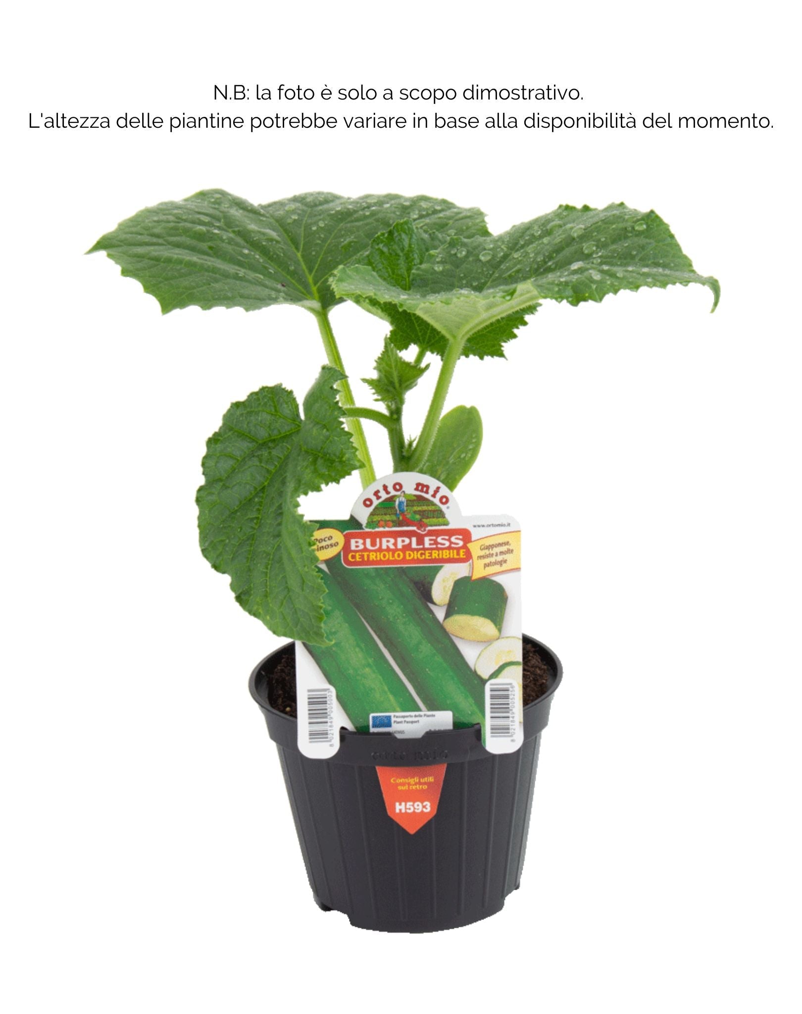 Cetriolo lungo digeribile Burpless F1 -1 pianta v.10 cm - Orto Mio