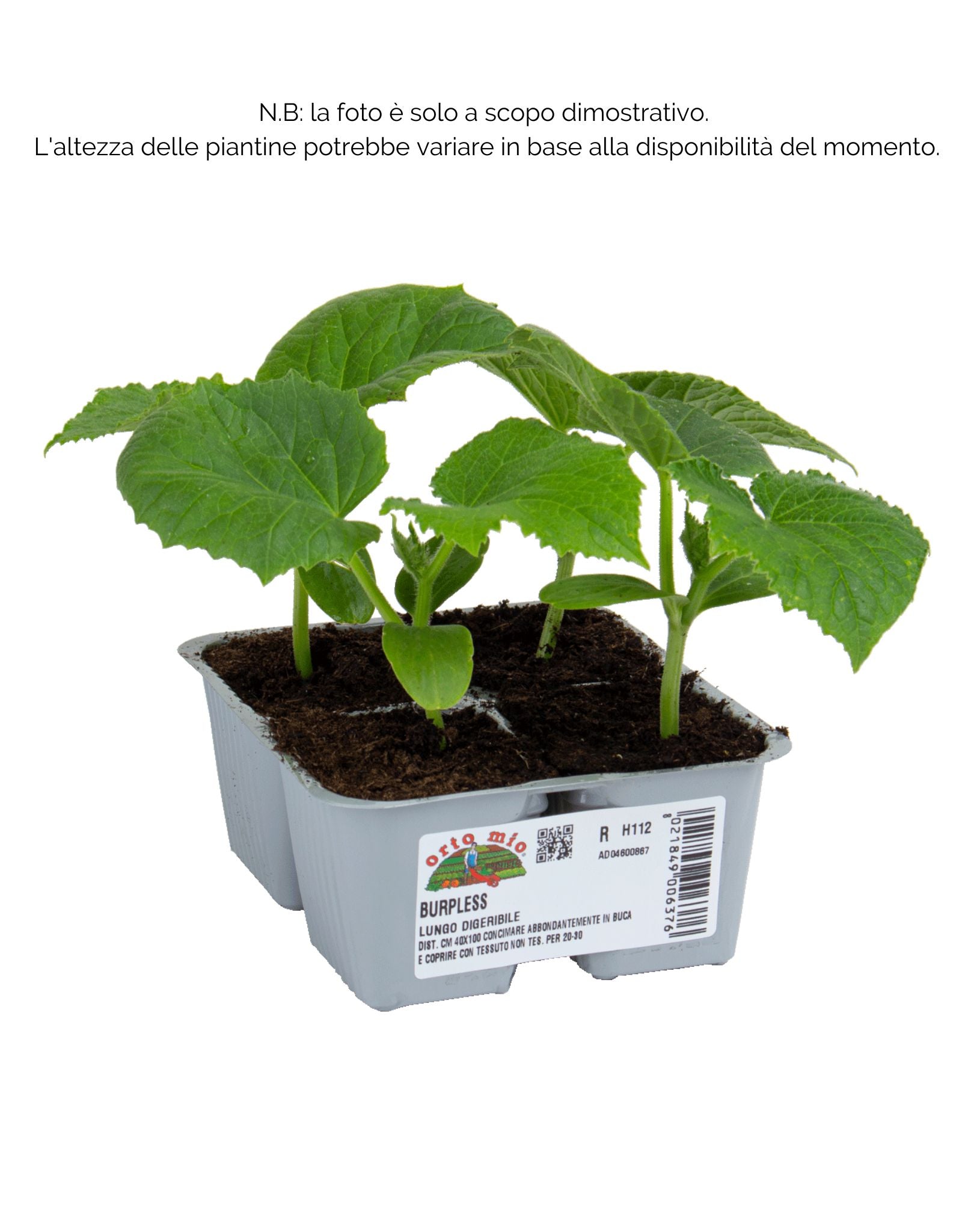 Cetriolo lungo digeribile Burpless F1 - 4 piante - Orto Mio