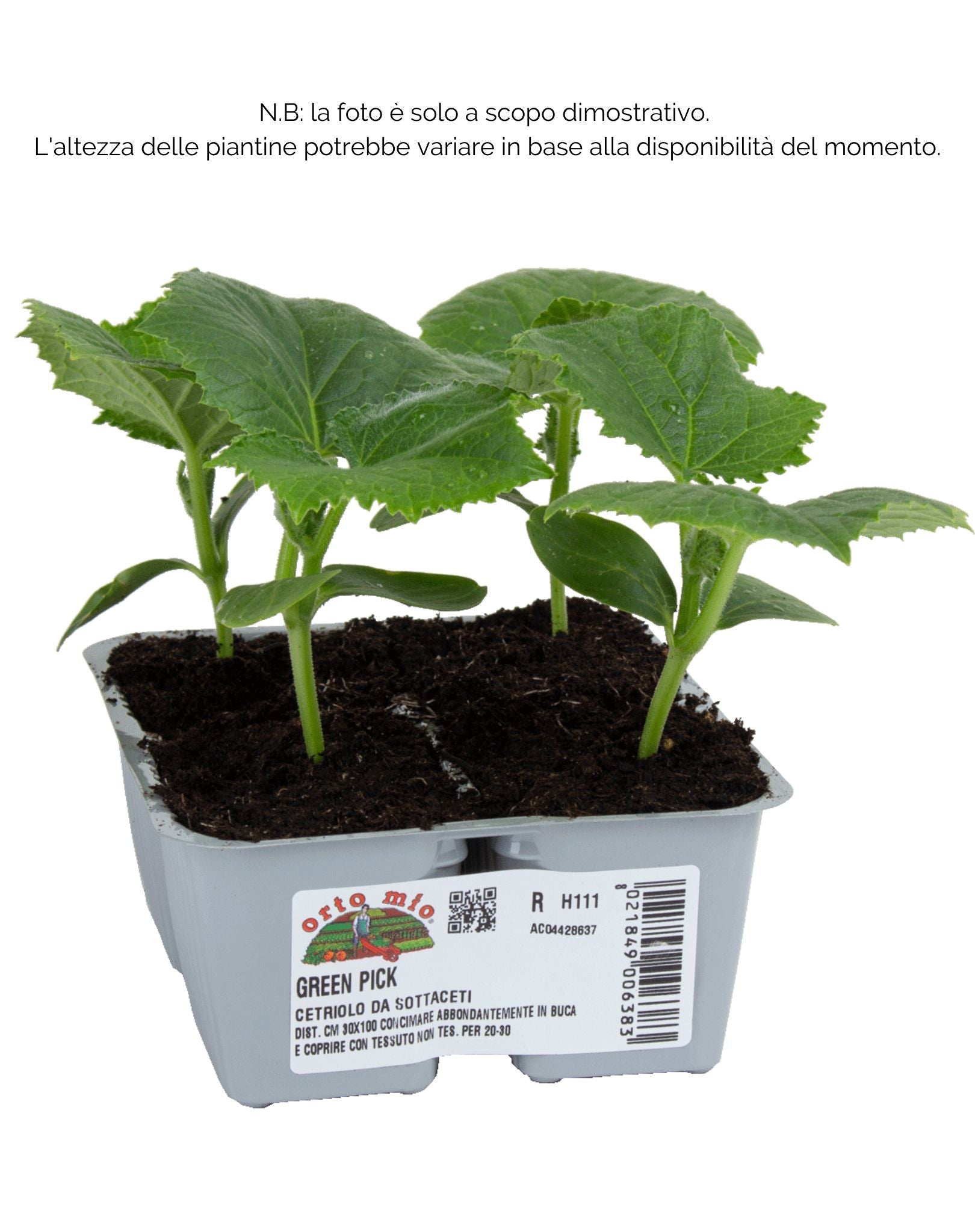 Cetriolo da sottaceto Sonate F1 - Orto Mio