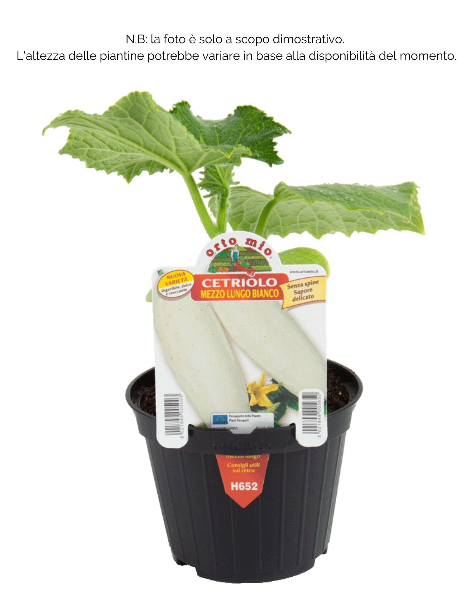 Cetriolo bianco mezzo lungo White Wonder F1 - 1 pianta v.10 - Orto Mio